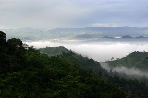 Regenwald - Kompensation von CO2 durch Naturschutzprojekte 