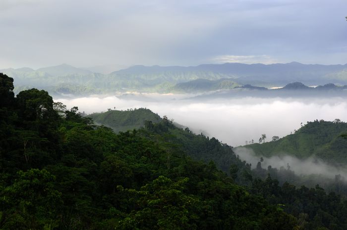 Regenwald - Kompensation von CO2 durch Naturschutzprojekte 