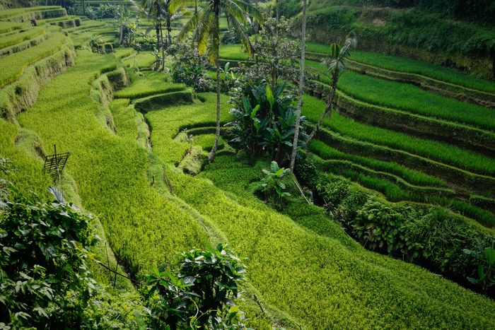 Reisterassen auf Bali 