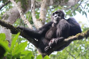 Gorilla im Baum 